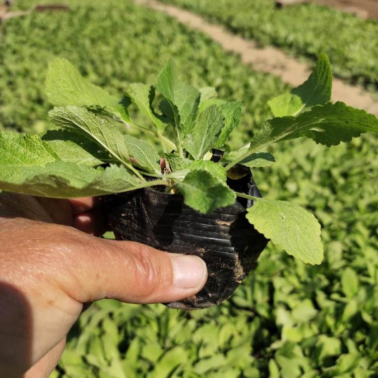 地被鼠尾草 宿根地被鼠尾草基地供应 价格优惠