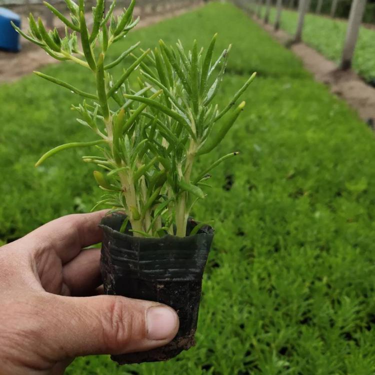 佛甲草 草花基地供应大量佛甲草杯苗