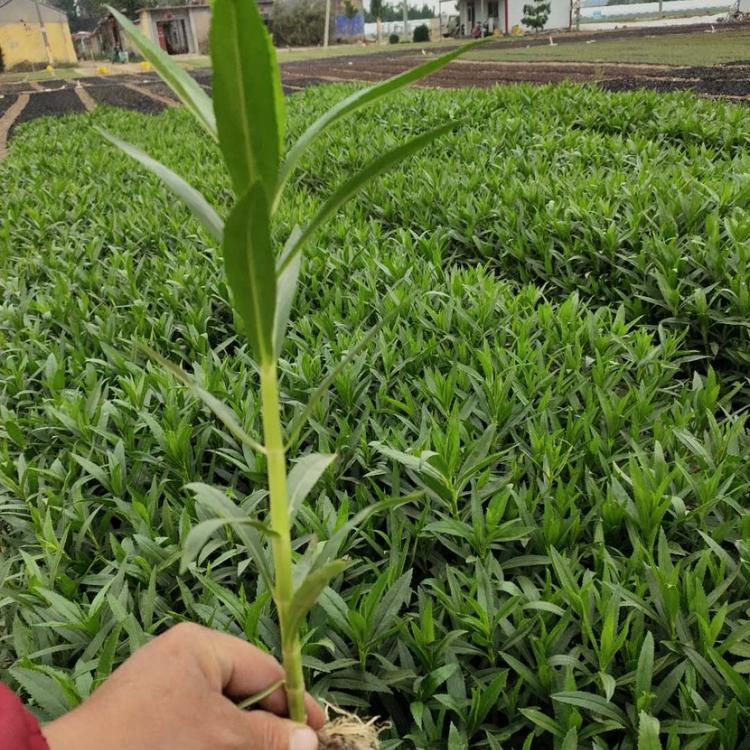 假龙头 多年生草本植物 假龙龙小苗批发