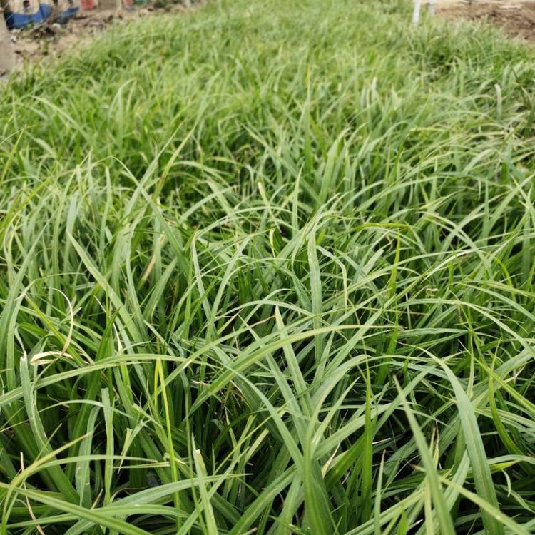 崂峪苔草 山东崂峪苔草批发基地 顺菊花卉