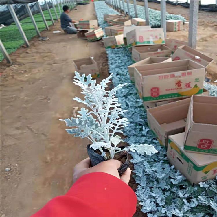 批发采购银叶菊工程绿化用苗银叶菊组摆草花银叶菊银叶菊价格
