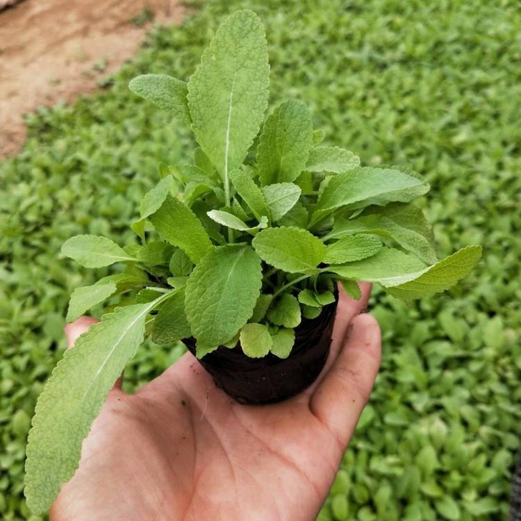 兰花鼠尾草  鼠尾草花海打造  就来瀚泽花卉