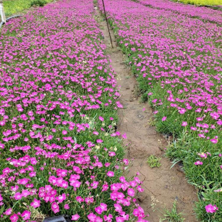 欧石竹种植基地 欧石竹价格 欧石竹花海