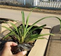 大花萱草<em>防</em>雾霾草花 大花萱草基地直销