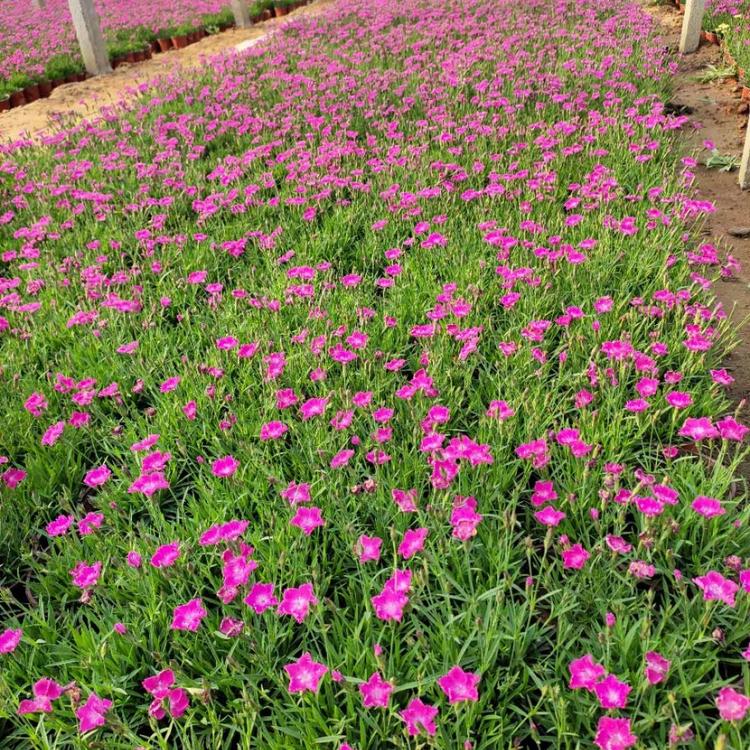 双色盆欧石竹 双色盆欧石竹基地直供 顺菊花卉