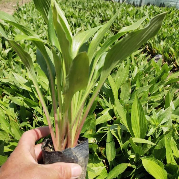 玉簪 玉簪小苗 玉簪种植基地