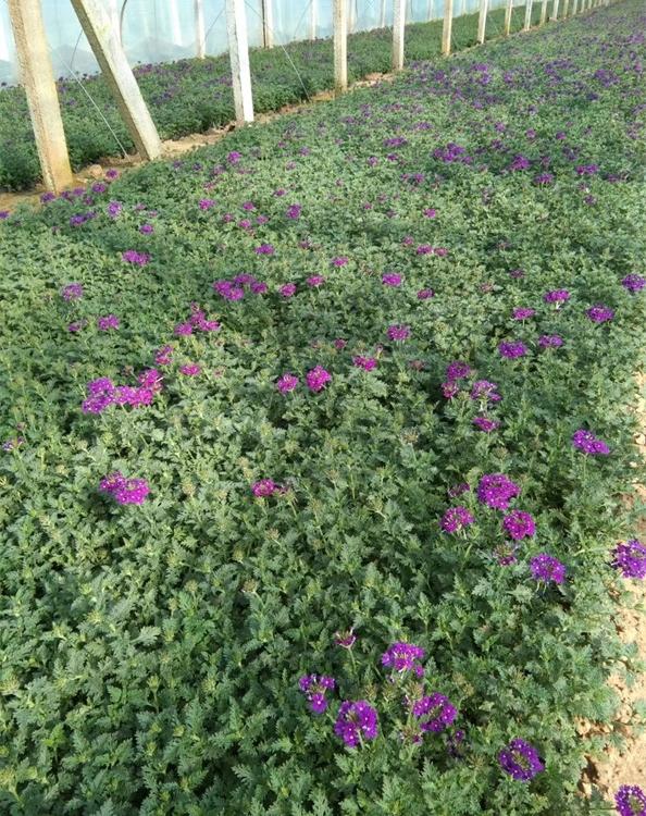 美女樱种植户细叶美女樱存活率好的美女樱花海主要草花美女樱详情电话咨询