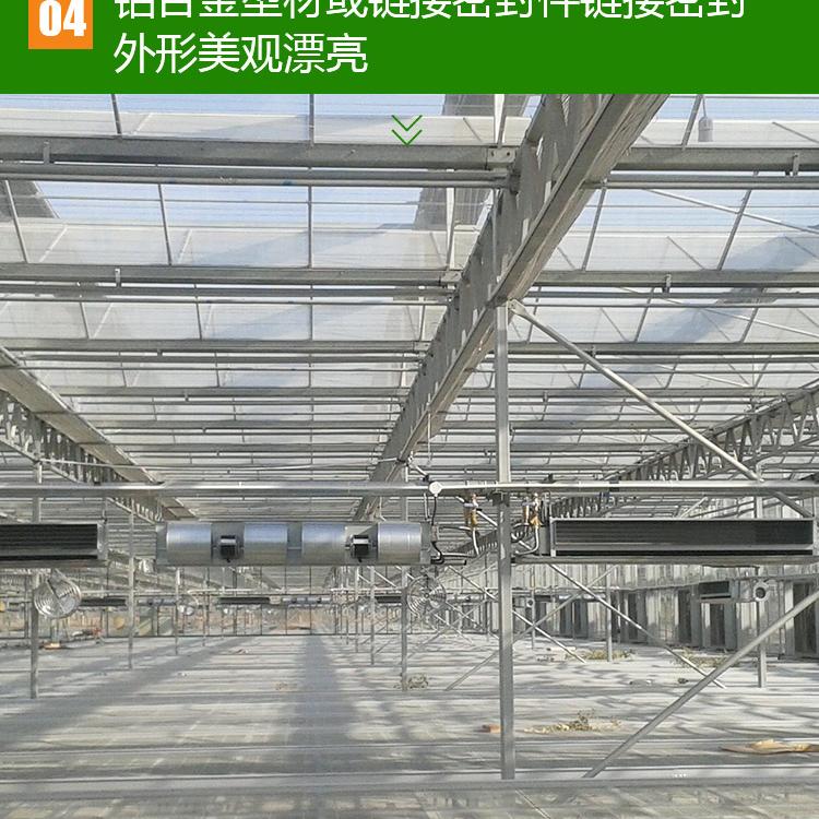 山东玻璃大棚建造     玻璃大棚建设    玻璃大棚报价价格