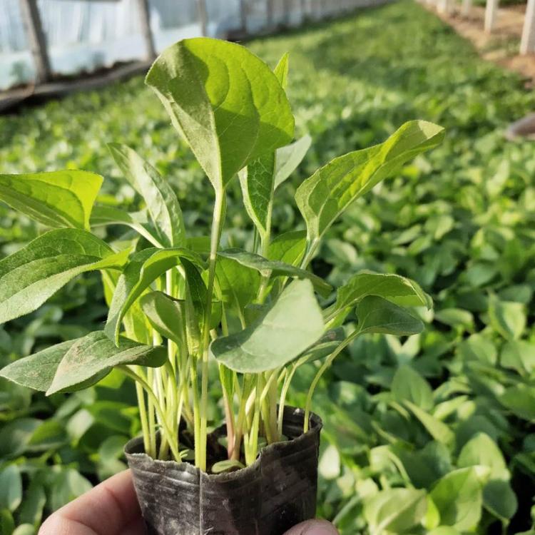 松果菊 松果菊种植基地 青州宿根草花批发