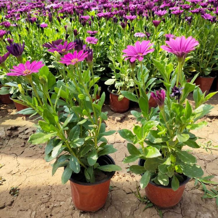万寿菊 花期7-9月 一年生草本植物 适宜观赏