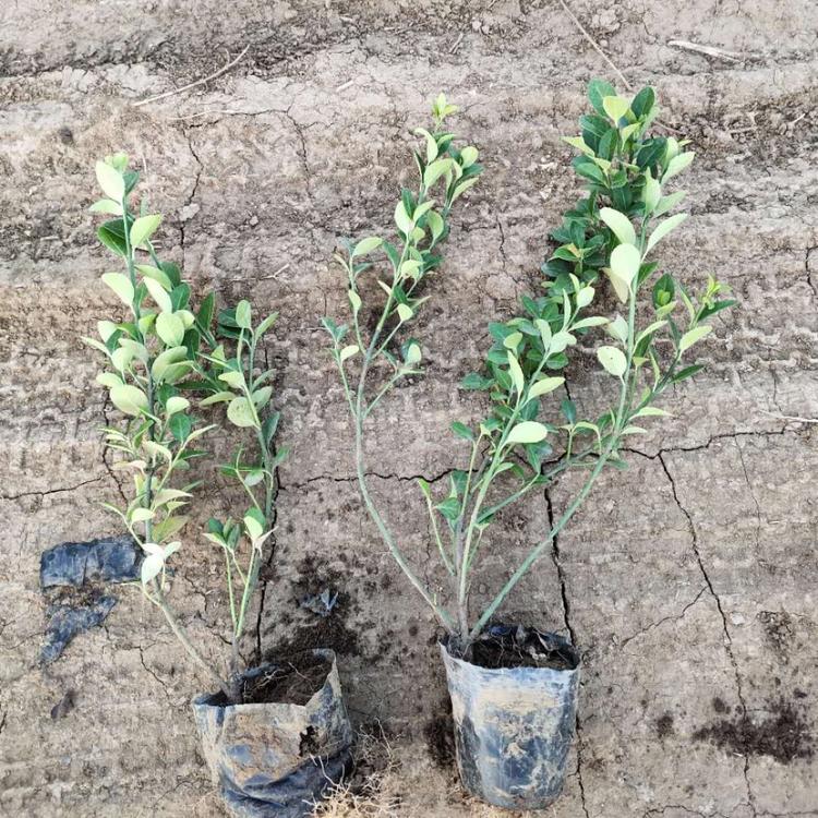 不定根多叶对生薄革质 小叶扶芳藤价格优惠