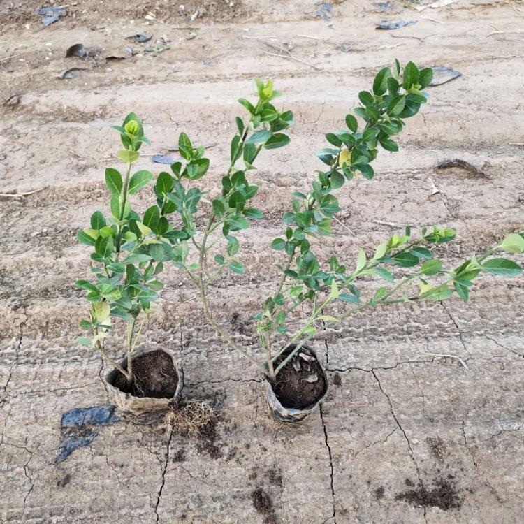 顺菊——小叶扶芳藤小苗 小叶扶芳藤种植