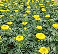 万寿菊草花系列 双科花卉 万寿菊<em>防</em>雾霾草花