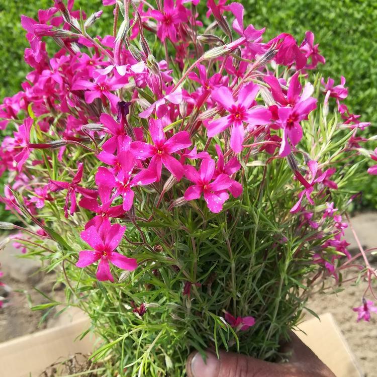 芝樱报价  山东芝樱 欢迎选购