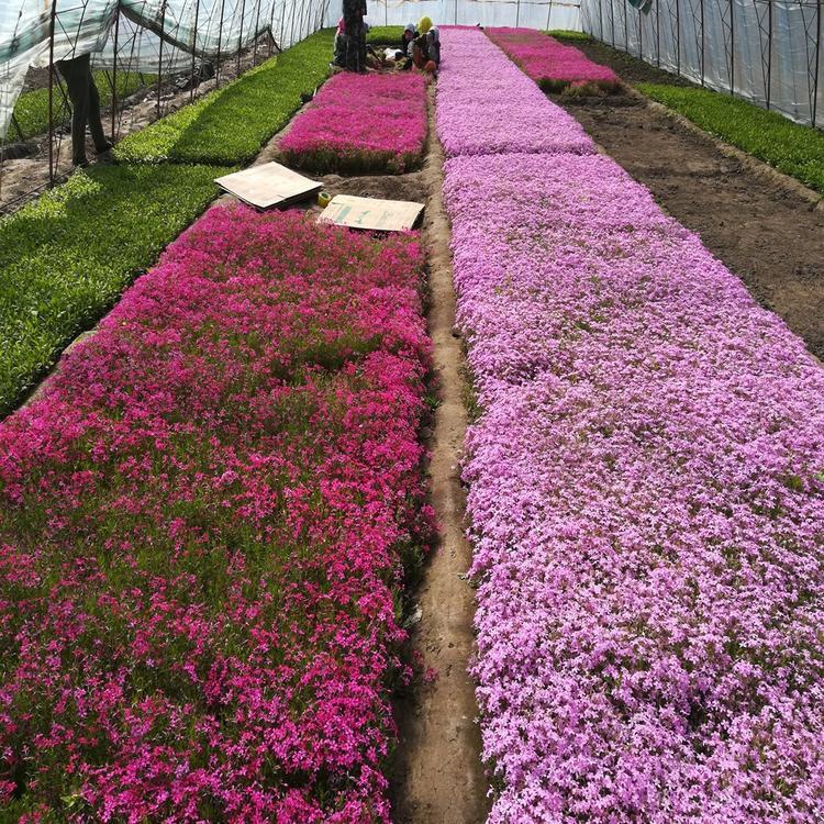 丛生福禄考种植基地  常年供应丛生福禄考 量大从优