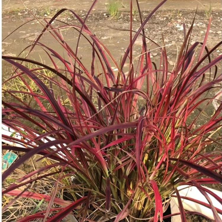 火焰狼尾草种植厂家火焰狼尾草批发采购观赏草基地