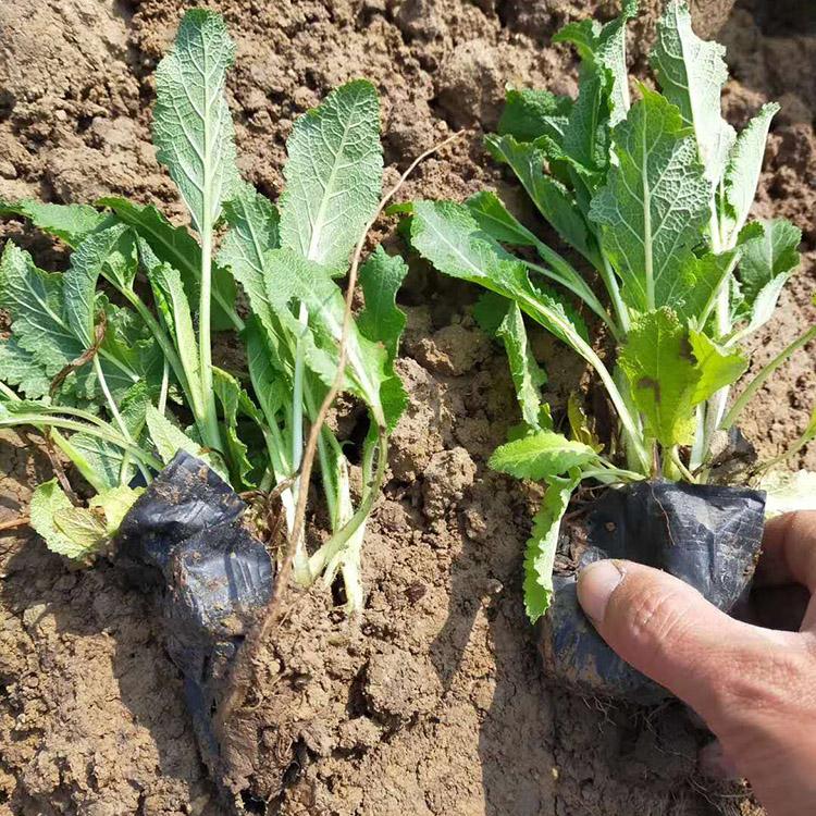 批售鼠尾草基地 地被鼠尾草种植 鼠尾草批发商