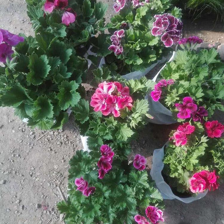 蝴蝶梅种植基地 蝴蝶梅盆栽 蝴蝶梅基地种植