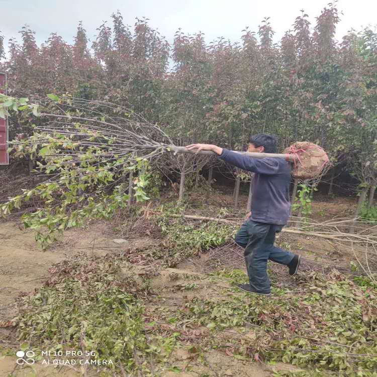 海棠树种植基地 大量种植海棠树 海棠树绿化苗