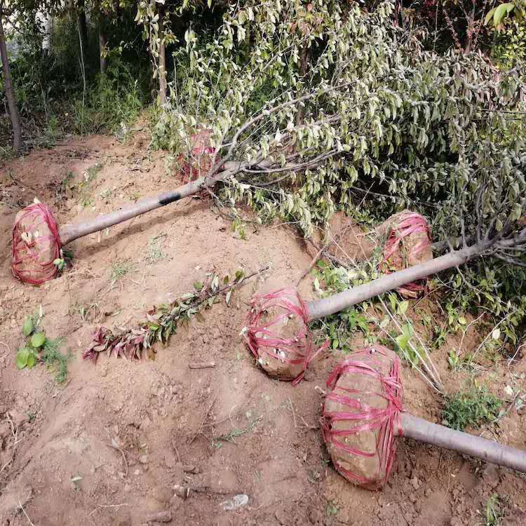 海棠树种植基地 销售海棠树 绿化用苗-海棠树