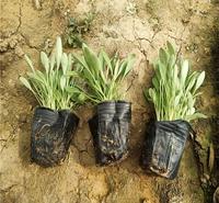 济南金鸡菊大片花海 金鸡菊<em>防</em>雾霾草花