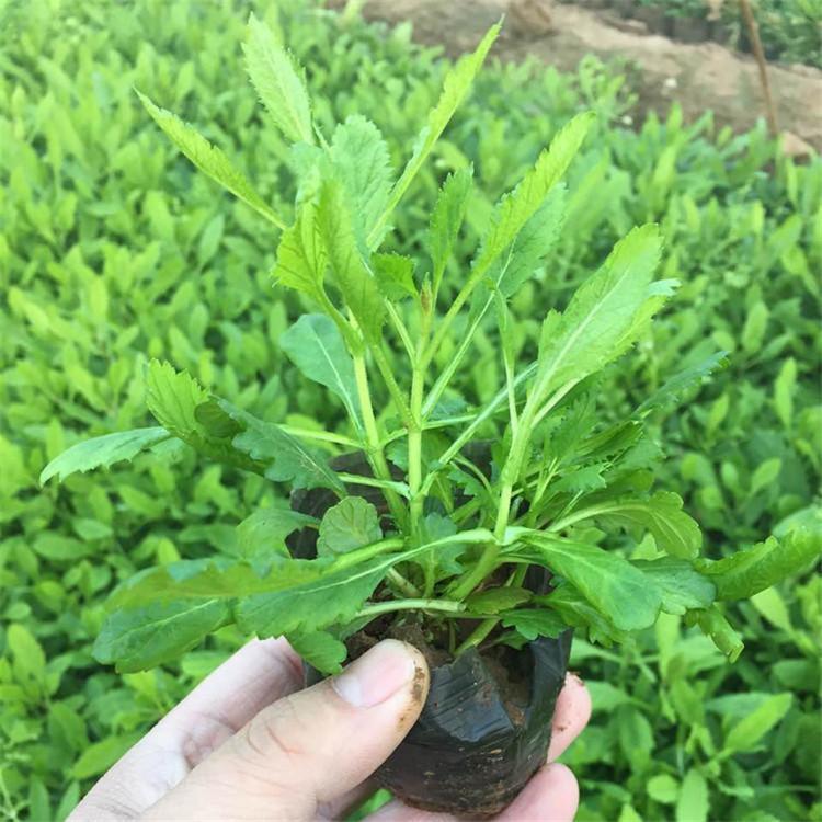 柳叶马鞭草报价 马鞭草价格咨询 马鞭草量大从优