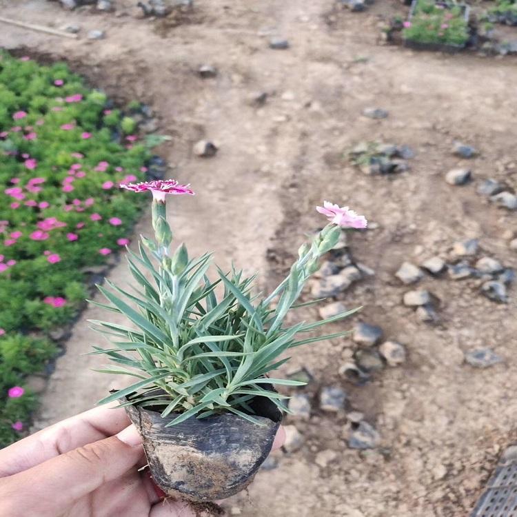 欧石竹小苗 慧帆花卉 山东彩虹石竹批发