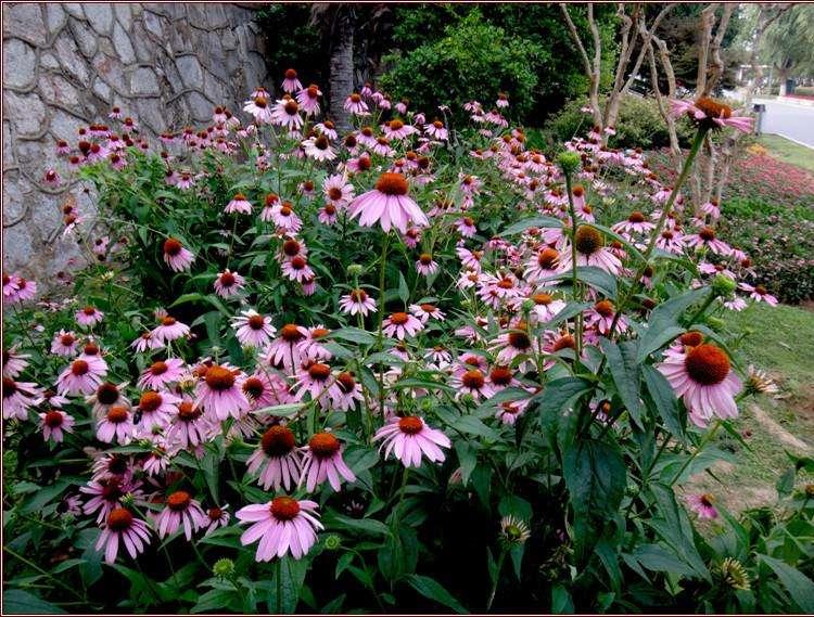 松果菊   松果菊基地   松果菊价格   瀚泽