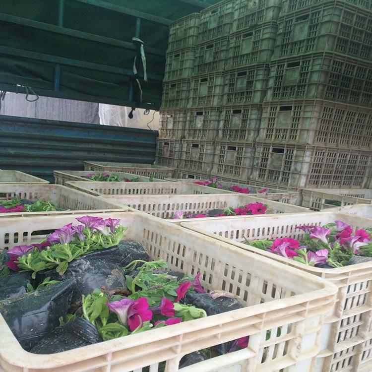 垂吊牵牛厂家 垂吊牵牛价格 青州垂吊牵牛 时令草花 盛诺园艺