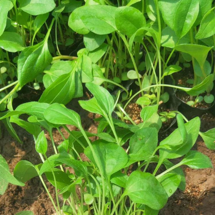 松果菊价格 山东松果菊供应 松果菊基地 松果菊报价