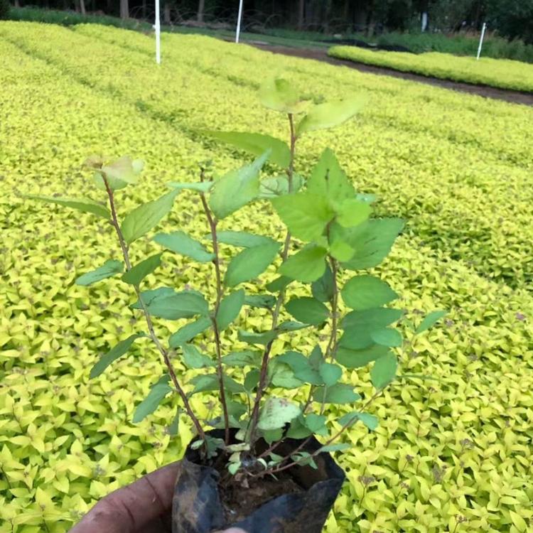 绣线菊价格 金焰绣线菊价格 金山绣线菊价格 粉花绣线菊价格