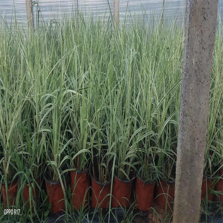 花叶芒批发种植花叶芒绿化专用大冠幅花叶芒观赏草品种大全欢迎咨询