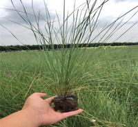 细叶芒批发种植细叶芒绿化工地专用草细叶芒湿地绿化造景别墅植物详情欢迎致电【江瑞园艺】