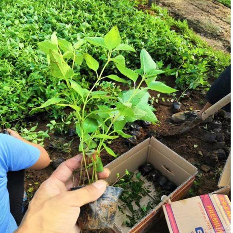 薄荷湿地绿化种植薄荷绿化专用批发采购薄荷【江瑞园艺】薄荷一手供应