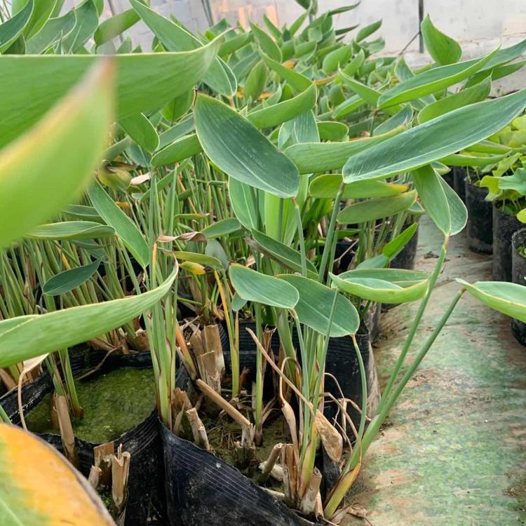 五叶委陵菜种植基地 青州黄楼五叶委陵菜 五叶委陵菜花海工程用苗