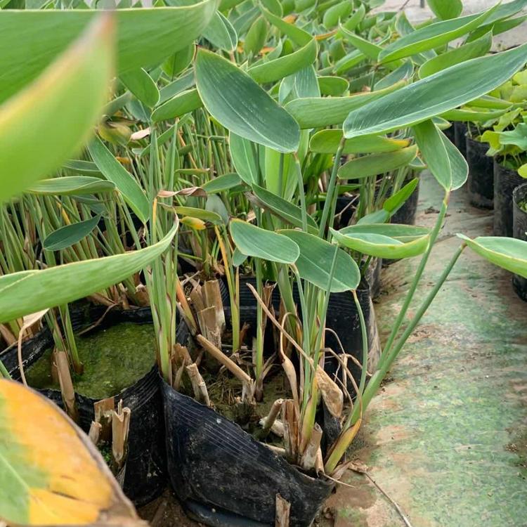 五叶委陵菜种植基地 五叶委陵菜批发价格 五叶委陵菜花海工程用苗