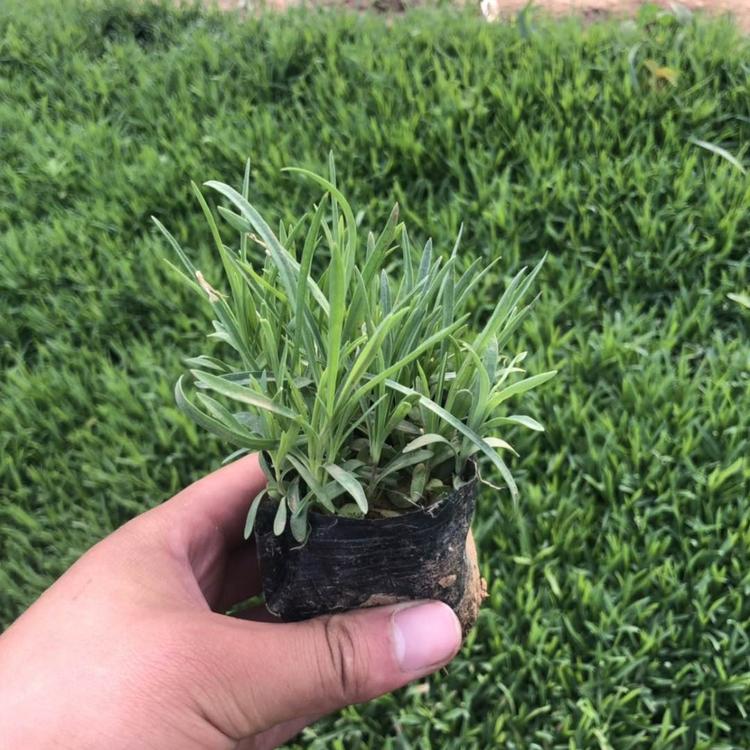 地被石竹  彩虹石竹  欧石竹  青州草花批发  草坪