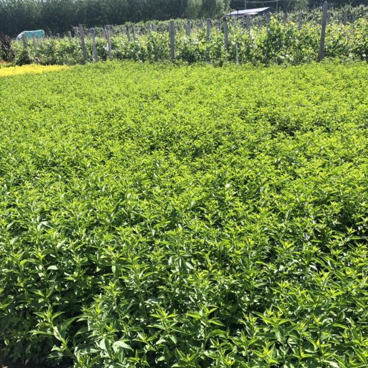 连翘价格  青州苗木   草花基地  绿化苗木