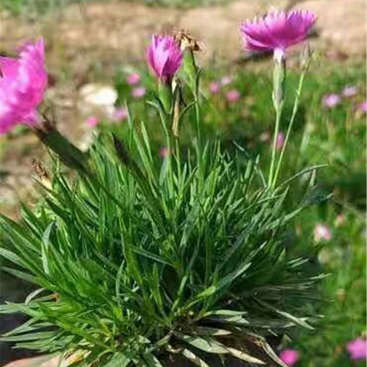 欧石竹杯苗 价格从优 花海品种 欧石竹杯苗供应商