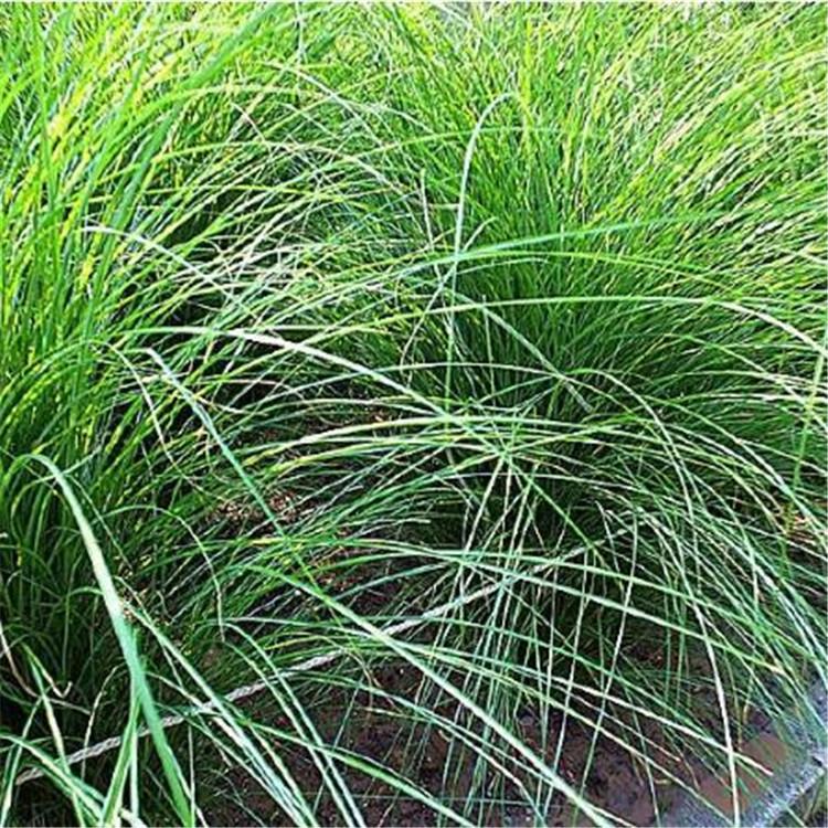 优惠多多 细叶芒种植基地 基地直销大量草花