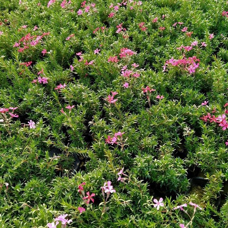 芝樱报价 应季苗木 芝樱营养钵 青州草花基地