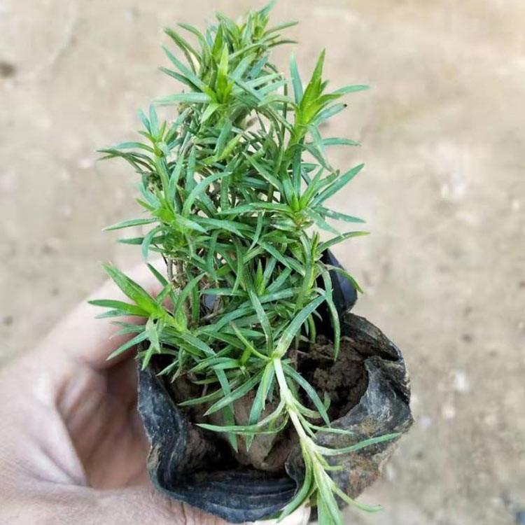 芝樱批发价格 应季苗木 芝樱 青州草花基地