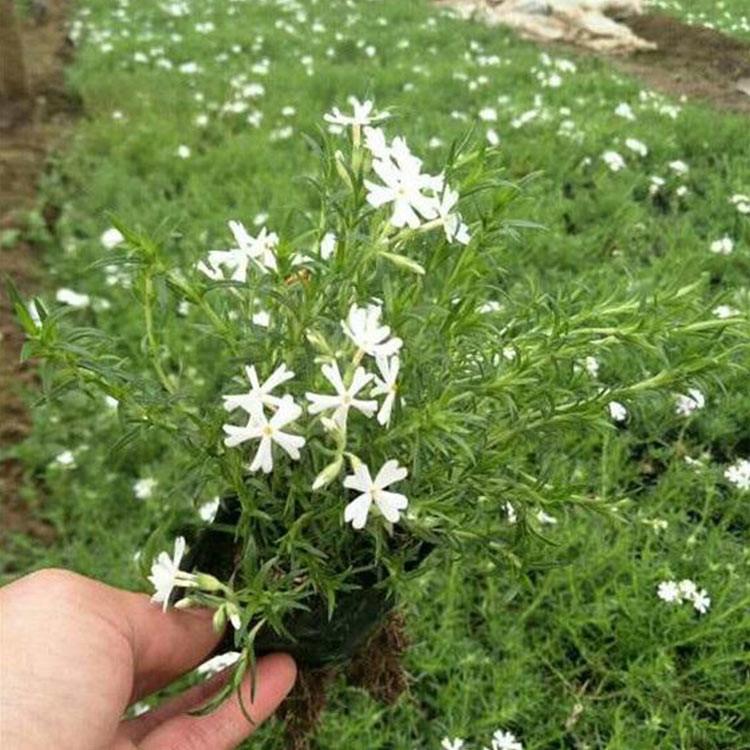 芝樱销售 芝樱花海 山东花海用苗