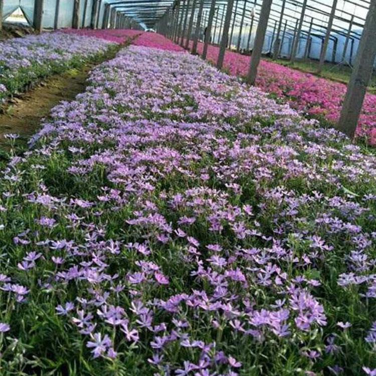 芝樱批发商 订购报价 芝樱杯苗 山东草花批发