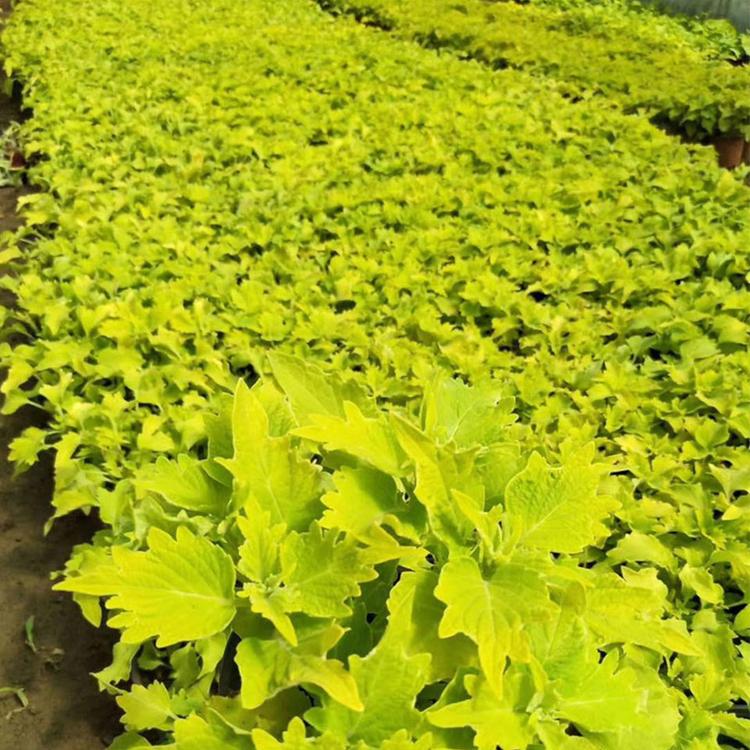 耐寒草花价格 量大优惠 彩叶草盆苗 彩叶草价格