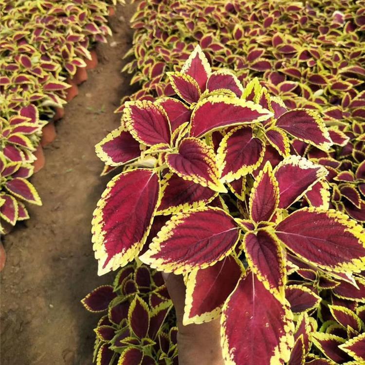 耐寒草花价格 苗圃基地批发 彩叶草 彩叶草供货商