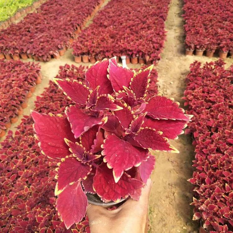 彩叶草大量批发 订购报价 彩叶草