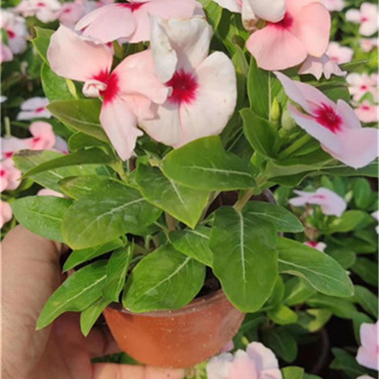 长春花种植基地  长春花报价  长春花小苗直销