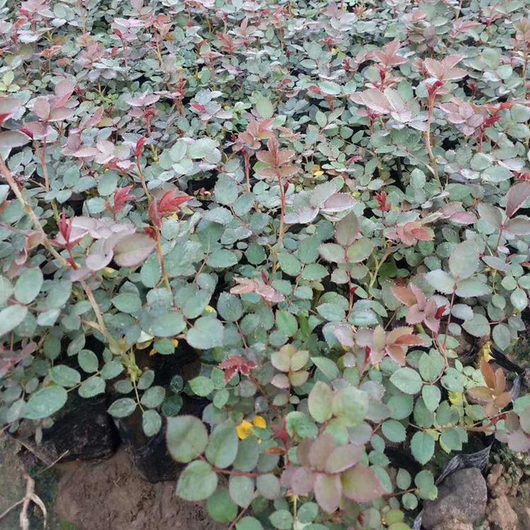 丰花月季 绿化带专用 山东丰花月季种植基地