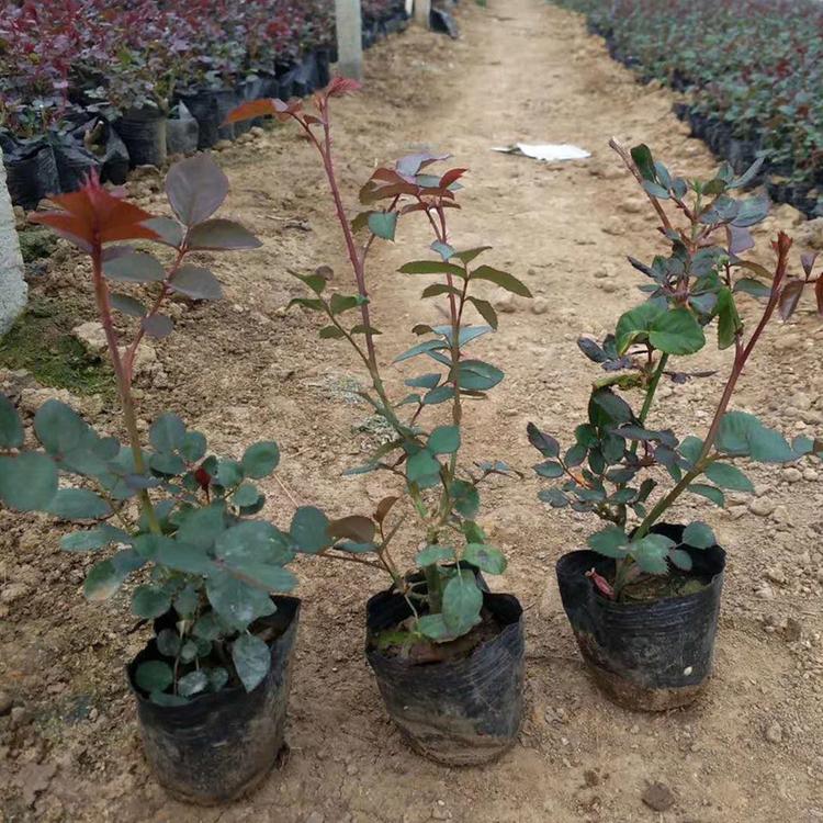 丰花月季苗 多种颜色 青州丰花月季苗直销